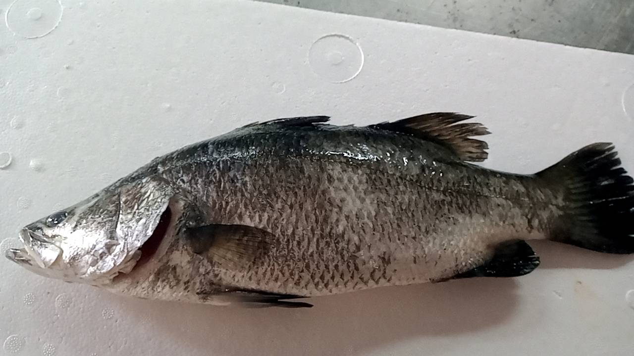 《海鱺屋。嚴選》海鱸魚