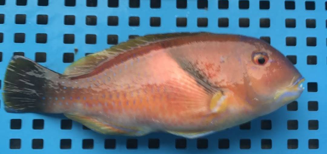 澎湖石咾魚