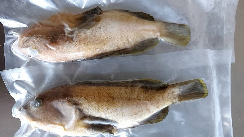 黃斑魚